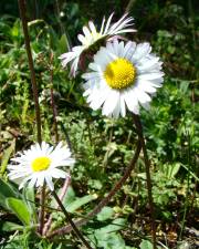 Fotografia da espécie Bellis annua