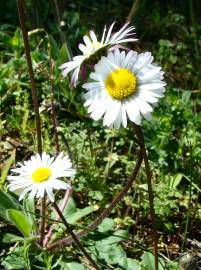 Fotografia da espécie Bellis annua subesp. annua