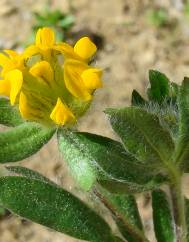 Hymenocarpos lotoides