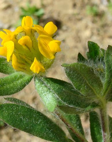 Fotografia de capa Hymenocarpos lotoides - do Jardim Botânico