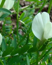 Fotografia da espécie Vicia lutea