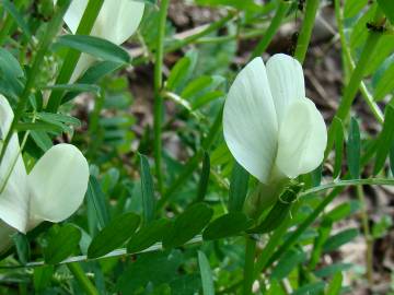 Fotografia da espécie Vicia lutea subesp. lutea var. lutea