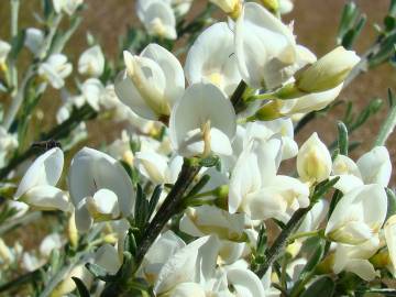 Fotografia da espécie Cytisus multiflorus