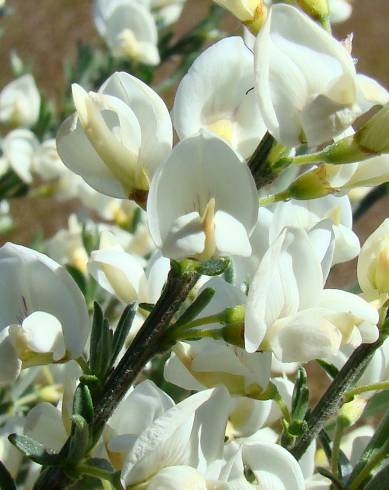 Fotografia de capa Cytisus multiflorus - do Jardim Botânico