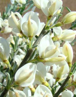 Fotografia 5 da espécie Cytisus multiflorus no Jardim Botânico UTAD