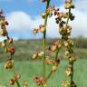 Fotografia 1 da espécie Rumex acetosella subesp. angiocarpus do Jardim Botânico UTAD