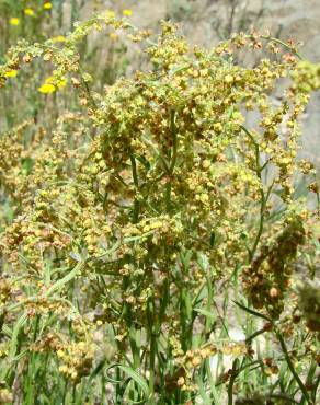 Fotografia 3 da espécie Rumex acetosella subesp. angiocarpus no Jardim Botânico UTAD