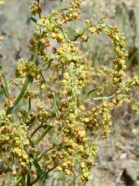 Fotografia da espécie Rumex acetosella subesp. angiocarpus