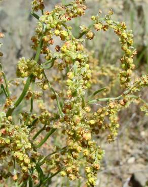 Fotografia 4 da espécie Rumex acetosella subesp. angiocarpus no Jardim Botânico UTAD