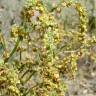 Fotografia 4 da espécie Rumex acetosella subesp. angiocarpus do Jardim Botânico UTAD