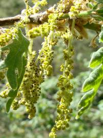 Fotografia da espécie Quercus pyrenaica