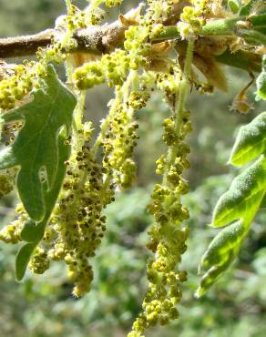 Fotografia 4 da espécie Quercus pyrenaica no Jardim Botânico UTAD