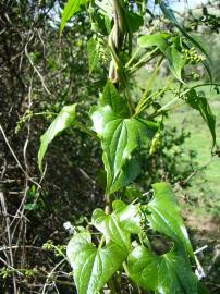 Fotografia da espécie Dioscorea communis