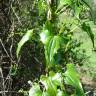 Fotografia 5 da espécie Dioscorea communis do Jardim Botânico UTAD