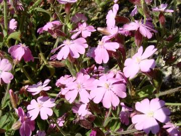 Fotografia da espécie Silene acutifolia