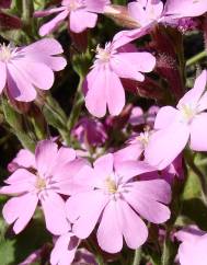 Silene acutifolia