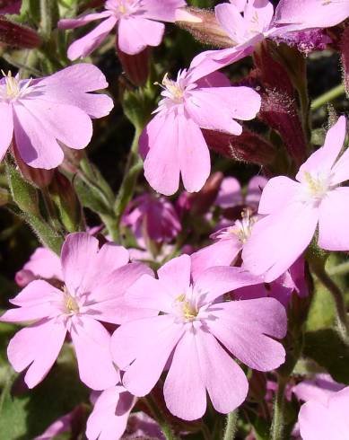 Fotografia de capa Silene acutifolia - do Jardim Botânico