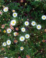 Fotografia da espécie Erigeron karvinskianus