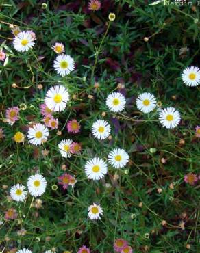 Fotografia 1 da espécie Erigeron karvinskianus no Jardim Botânico UTAD