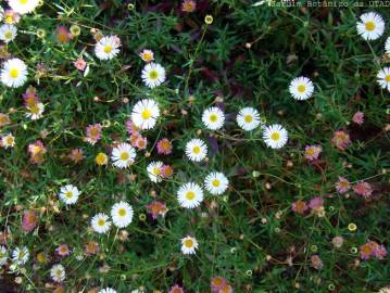 Fotografia da espécie Erigeron karvinskianus