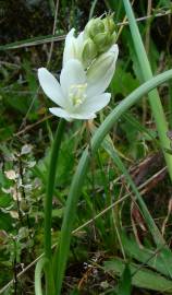 Fotografia da espécie Ornithogalum bourgaeanum