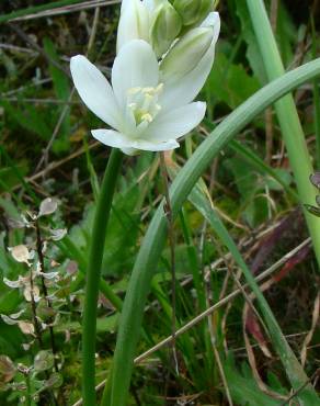 Fotografia 1 da espécie Ornithogalum bourgaeanum no Jardim Botânico UTAD