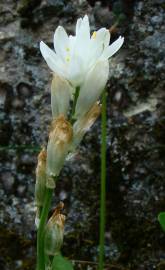 Fotografia da espécie Ornithogalum bourgaeanum