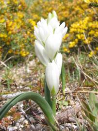 Fotografia da espécie Ornithogalum bourgaeanum