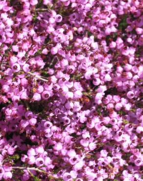 Fotografia 3 da espécie Erica umbellata no Jardim Botânico UTAD