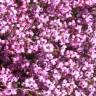 Fotografia 3 da espécie Erica umbellata do Jardim Botânico UTAD