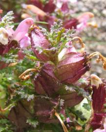 Fotografia da espécie Pedicularis sylvatica subesp. lusitanica