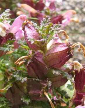 Fotografia 3 da espécie Pedicularis sylvatica subesp. lusitanica no Jardim Botânico UTAD