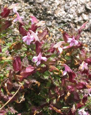 Fotografia 4 da espécie Pedicularis sylvatica subesp. lusitanica no Jardim Botânico UTAD