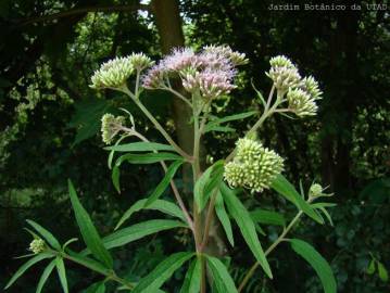 Fotografia da espécie Eupatorium cannabinum subesp. cannabinum