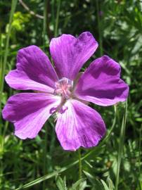 Fotografia da espécie Geranium sanguineum