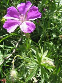 Fotografia da espécie Geranium sanguineum