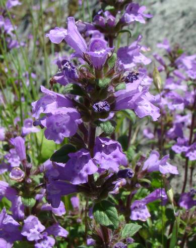 Fotografia de capa Acinos alpinus subesp. meridionalis - do Jardim Botânico