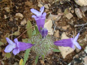 Fotografia da espécie Cleonia lusitanica