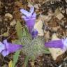 Fotografia 1 da espécie Cleonia lusitanica do Jardim Botânico UTAD