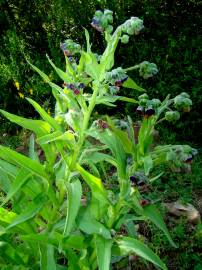 Fotografia da espécie Cynoglossum officinale