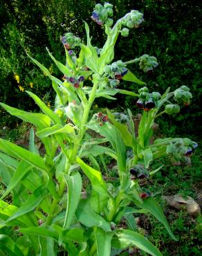 Fotografia 4 da espécie Cynoglossum officinale no Jardim Botânico UTAD