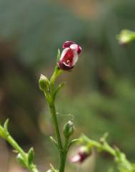 Scrophularia scorodonia