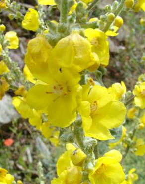 Fotografia 1 da espécie Verbascum simplex no Jardim Botânico UTAD