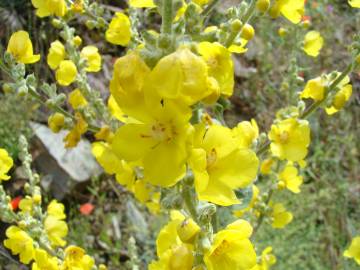 Fotografia da espécie Verbascum simplex